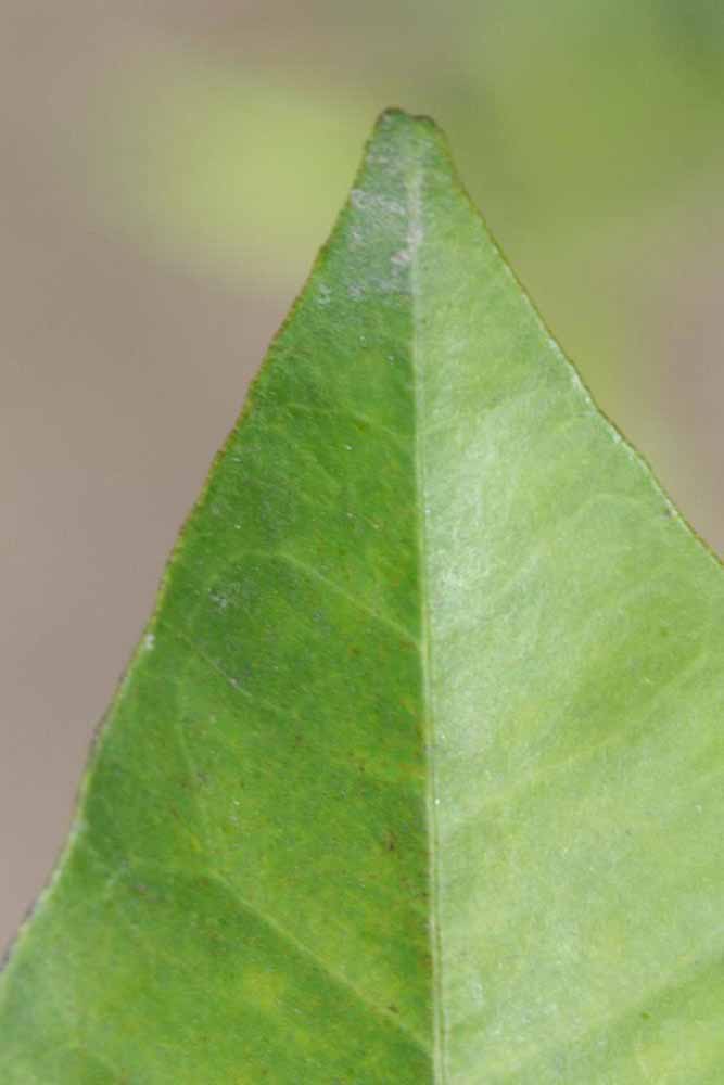              Margin (Riverside, CA)       